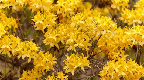 Popular Yellow Flowering Shrubs - The Garden Shed