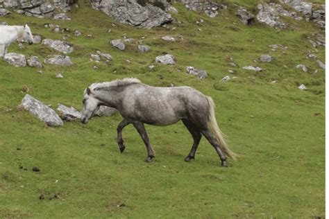 Eriskay Pony: History, Characteristics and Temperament - Horse Wildlife