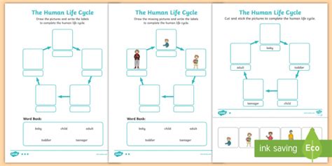 Human Life Cycle Worksheet / Worksheet, worksheet