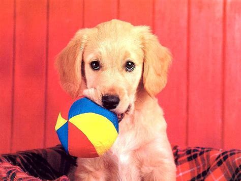 Cute Dog Wallpaper - Dogs Wallpaper (13936315) - Fanpop