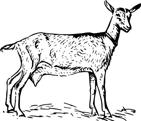 SVG > mammal animal zoology goat - Free SVG Image & Icon. | SVG Silh
