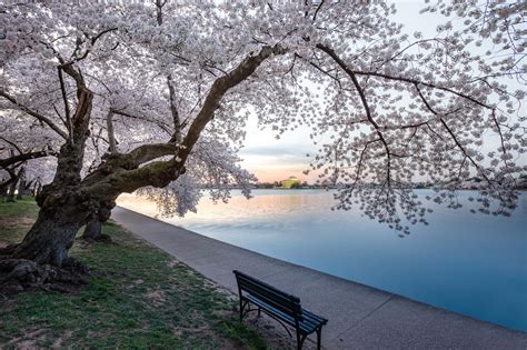 Photos: Cherry Blossom Festival at Sunrise in Washington DC