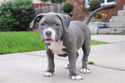 Blue American Bully Info, Pictures, Genetics, Facts, FAQ & More