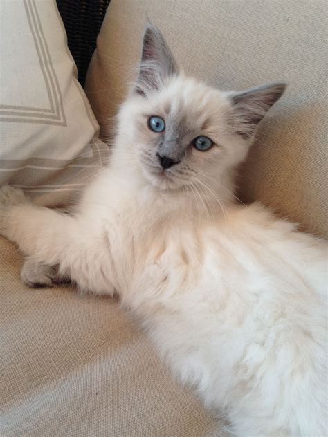 Grayson, Blue Point Ragdoll kitten | Ragdoll kitten, Cute animals, Cute cats