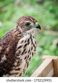 Peregrine Falcon Standing Proud Juvenile Peregrine Stock Photo 1419018542 | Shutterstock