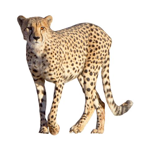 Cheetah Leopard - Cheetah png download - 1026*1034 - Free Transparent Cheetah png Download ...