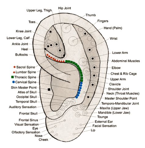 Ear acupuncture - Grogota.hu