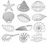 Seashell Coloring Pages sketch template