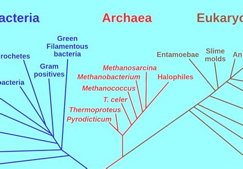 Three-domain System - The Domains Of Life