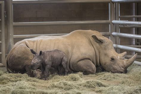 Southern White Rhinoceros - Rhino Rest