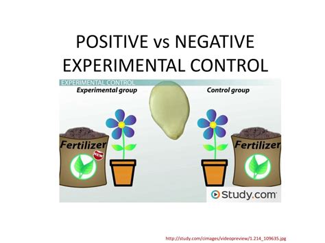 PPT - POSITIVE vs NEGATIVE EXPERIMENTAL CONTROL PowerPoint Presentation - ID:9385967