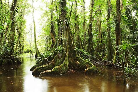 Why you should go south when visiting Belize | Belize, Cockscomb basin wildlife sanctuary, Explore