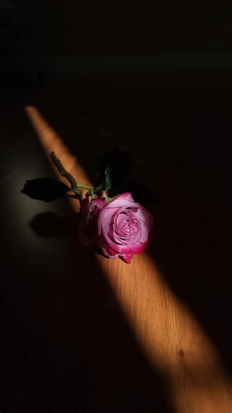 Kissed by a rose 🌹 : r/photos