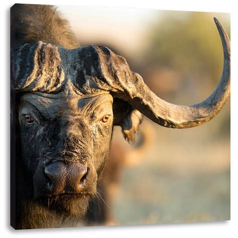 East Urban Home Cape Buffalo with Powerful Horns Photographic Print on Canvas | Wayfair.co.uk