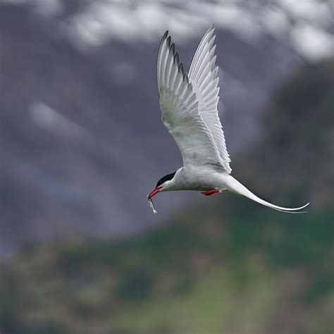 Arctic Tern | Audubon Field Guide