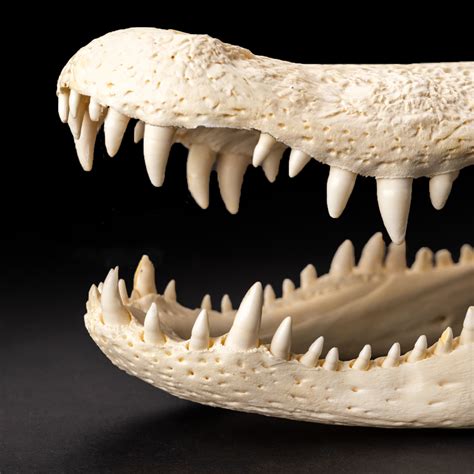 Florida Alligator Skull - Astro Gallery - Touch of Modern