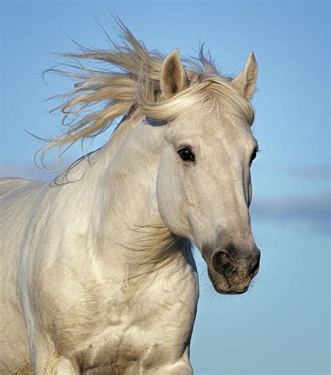 Camargue Horse Running, Camargue, France Photograph by Tony Heald / Naturepl.com - Pixels