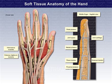 Soft Tissue Anatomy of the Hand - TrialQuest Inc.