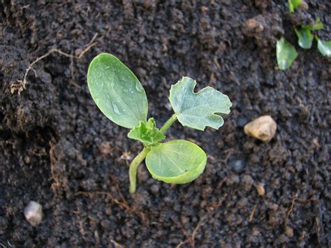 Cantaloupe seeds Facts and Health Benefits