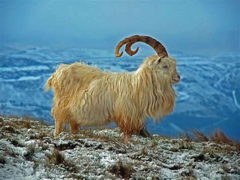 Kashmir Mountain Goat (Capra hircus laniger) Himalayas of India in 2020 | Goats, Animals ...