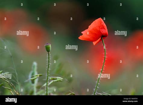 Single poppy flower with poppy field background Stock Photo - Alamy