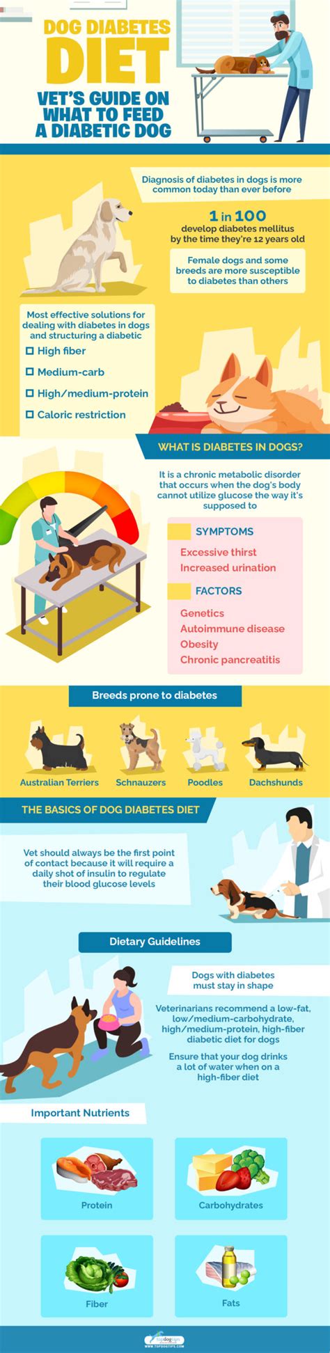 Dog Diabetes Diet: Vet's Guide on What to Feed a Diabetic Dog