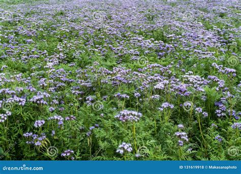 Fields of Purple and Green Phacelia Flowers in Late Autumn in the Hills of Northeast Switzerland ...