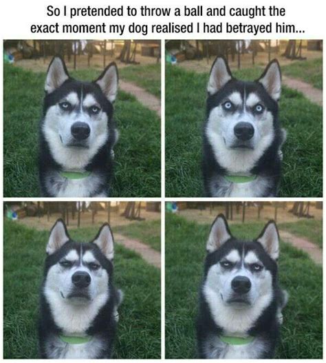 Husky face!! Funny Animal Pictures, Cute Funny Animals, Funny Cute ...