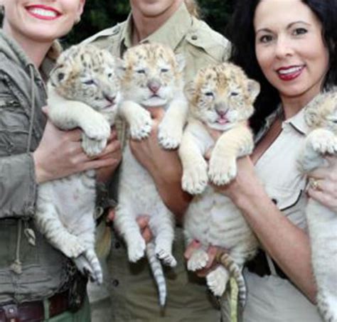 White Liger Cubs