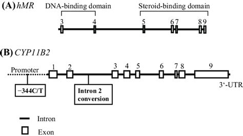 Schematic representation of the human mineralocorticoid receptor (MR)... | Download Scientific ...