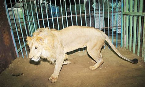 Endangered animals being bred in KSA | Arab News