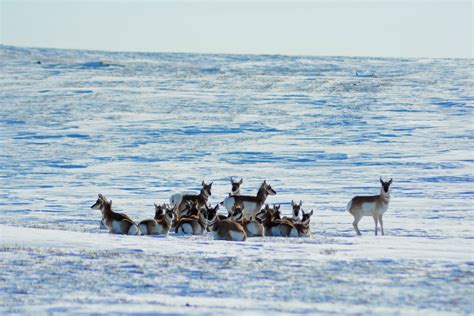 Winter Magic in Missouri River Country | Montana's Missouri River Country