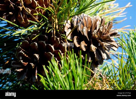 Pitch Pine, cones, Gymnospermae, Female cones, Northern Pitch Pine ...