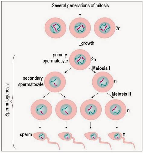 Spermatogenesis Diagram Draw Only Ray