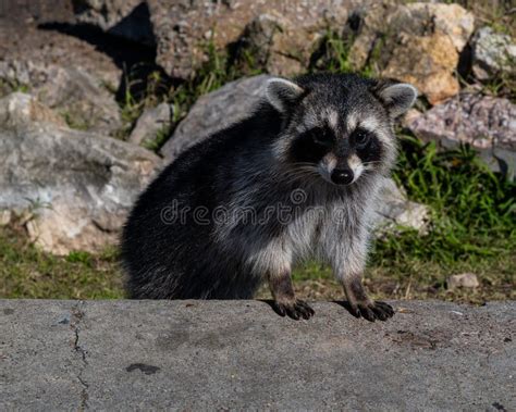 Raccoon in Its Natural Habitat Stock Image - Image of outside, wildlife ...