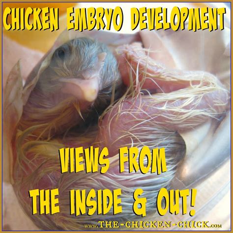 Chicken Embryo Development, views from the Inside AND Out