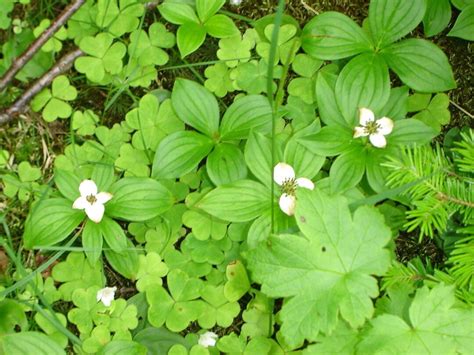 Cornus Canadensis Seeds Canada Dogwood Bunchberry - Etsy UK