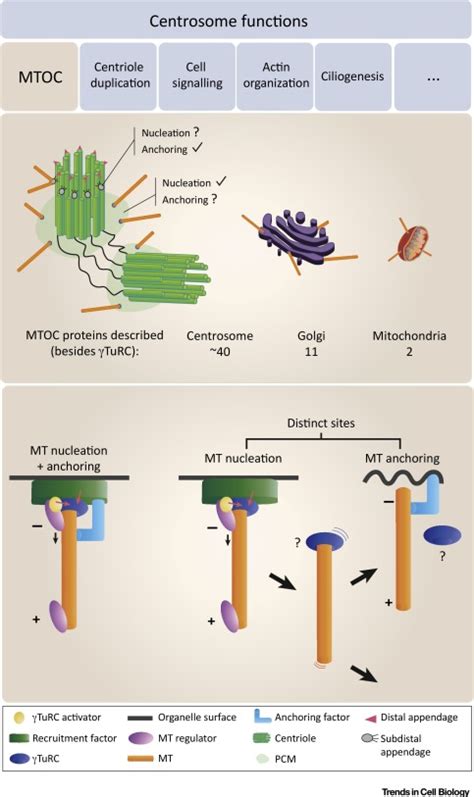 Microtubule-Organizing Centers: Towards a Minimal Parts List: Trends in Cell Biology