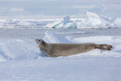 Antarctic & Macquarie Island Voyage | Heritage Expeditions