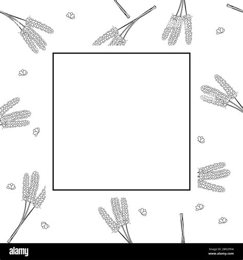 Lavender Flower Outline Banner on White Background. Vector Illustration Stock Vector Image & Art ...