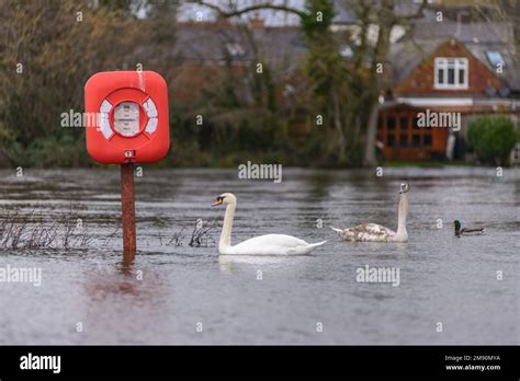 Fordingbridge, Hampshire, UK, 16th January 2023, Weather: The River Avon bursts its banks ...