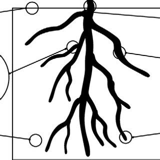 Typical processes in the vadose zone: (a) flow and transport in ...