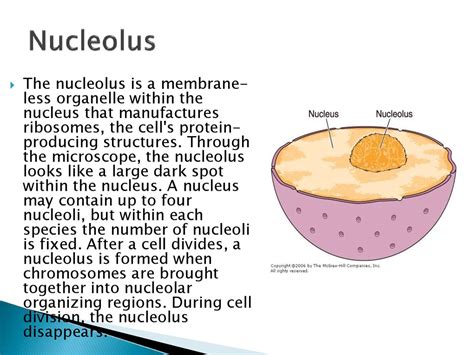 Plant Cell Nucleus - презентация онлайн