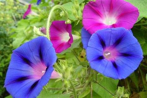 Morning Glory Seeds Color Mix — San Diego Seed Company