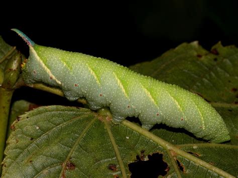 CATERPILLAR close up - Google Search | Caterpillar, Moth caterpillar ...