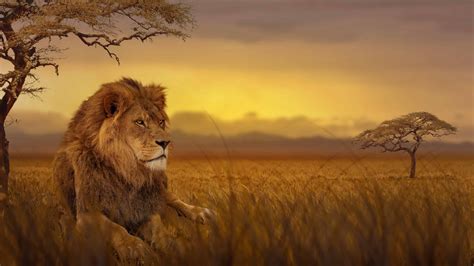 Lion African Savannah UHD 4K Wallpaper | Pixelz