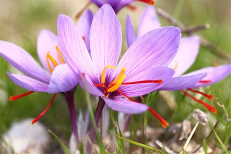 How to Grow and Harvest Saffron Crocus Flowers | luv2garden.com