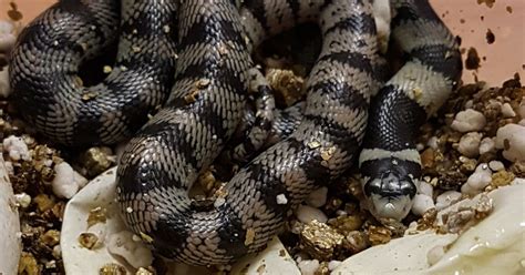 Scientists have grown snake venom glands in a dish. Here's why. | Digital Trends | Snake, Snake ...