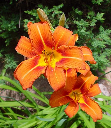 Hemerocallis fulva (orange day-lily): Go Botany