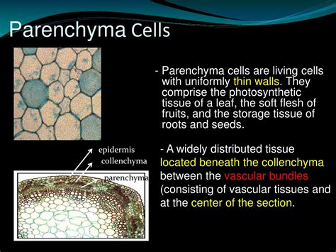 PPT - Plant Tissues PowerPoint Presentation, free download - ID:6730694